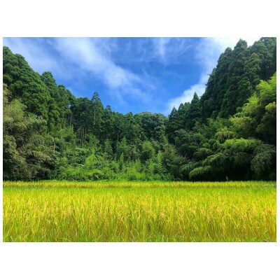 【毎月定期便】2年連続特A評価!千葉県産コシヒカリ 精米 10kg(5kg×2袋)全6回