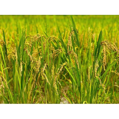 【毎月定期便】2年連続特A評価!千葉県産コシヒカリ 無洗米 5kg(5kg×1袋)全4回