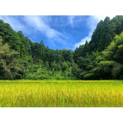 【毎月定期便】2年連続特A評価!千葉県産コシヒカリ 精米 5kg(5kg×1袋)全6回