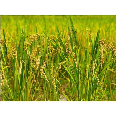 【毎月定期便】2年連続特A評価!千葉県産コシヒカリ 精米 5kg(5kg×1袋)全6回