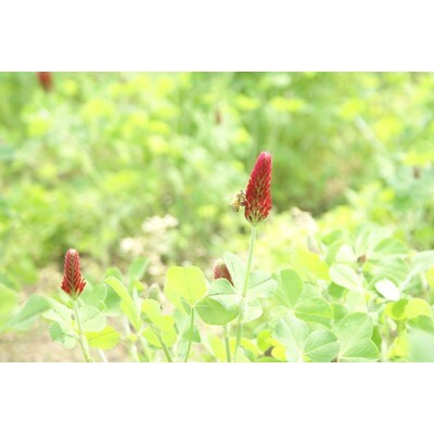 大網白里育ちの「国産天然はちみつ」はるのさと(百花蜜)6個