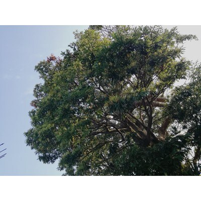 大網白里育ちの「国産天然はちみつ」はるのやま(百花蜜)3個