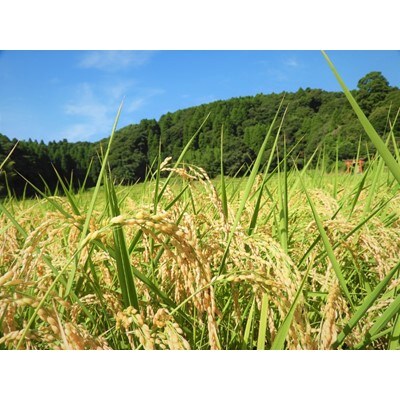 【新米】【令和4年産】千葉県産「粒すけ」精米 10kg(5kg×2袋)