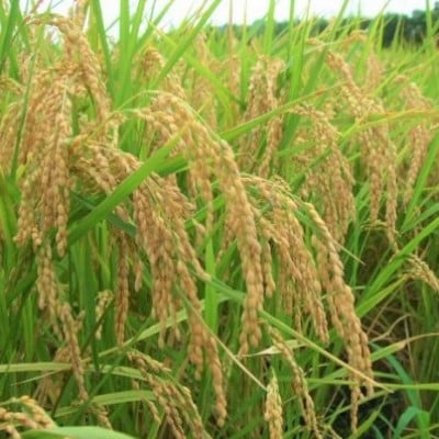 【令和6年産】【特A評価】千葉県産「コシヒカリ」ちばエコ米 玄米 20kg×1袋