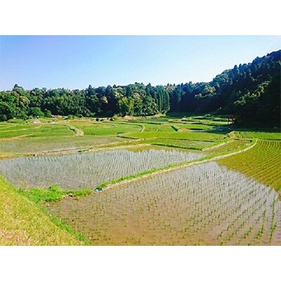 2020年7月発送開始『定期便』千葉県大網白里市かやの地区産コシヒカリ5Kg 全12回