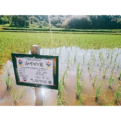 2020年7月発送開始『定期便』千葉県大網白里市かやの地区産コシヒカリ5Kg 全12回