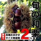 【訳あり】旬の和栗 2kg　サイズ無選別 品種おまかせ 朝どれ 農家直送【9月上旬から順次発送予定】