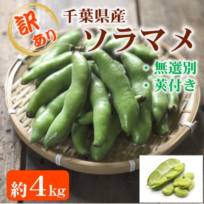 【令和8年産 5月より順次発送】<訳あり>千葉県産 ソラマメ  4kg  農家直送