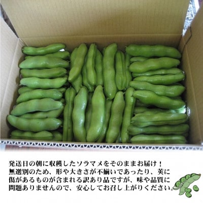 【令和8年産 5月より順次発送】<訳あり>千葉県産 ソラマメ  4kg  農家直送