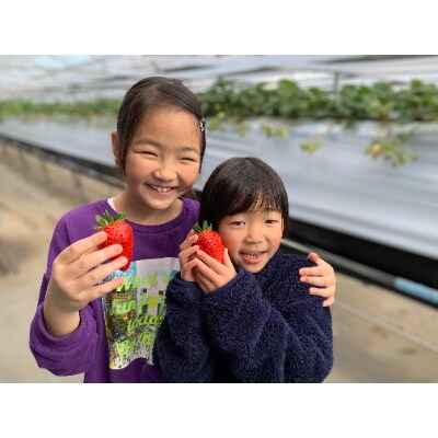 【1月～3月上旬発送分】プレミアいちごL/紅ほっぺ/朝摘み/ 12玉2箱