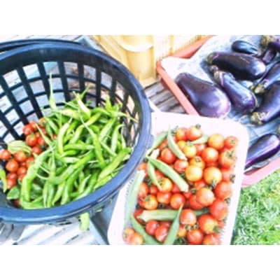 陽光ビオファームの「体が喜ぶ」旬の7種の野菜セット(夏季)