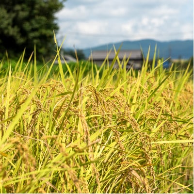 令和6年産 実りの百年米(栽培期間中　農薬・化学肥料不使用) 精米5kg