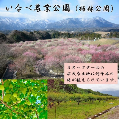 いなべの梅甘露煮 [2ビン]　甘酸っぱいトロトロのスウィーツ感をお楽しみください。
