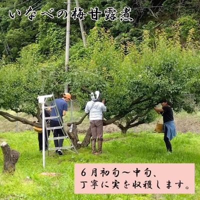 いなべの梅甘露煮 [2ビン]　甘酸っぱいトロトロのスウィーツ感をお楽しみください。