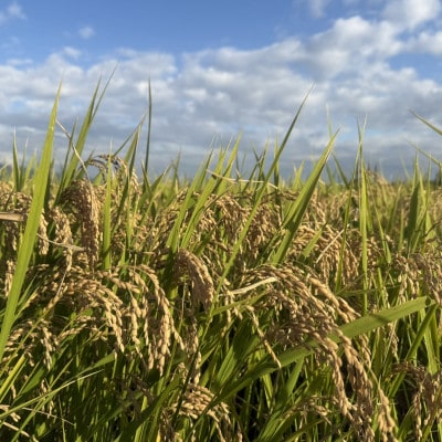 【さとふる限定】八風朝日米 白米2kg 栽培期間中農薬肥料不使用