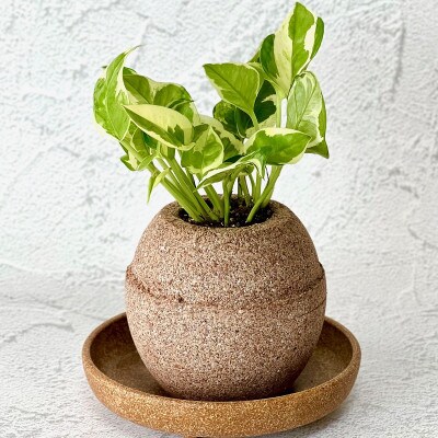 アクアプラントポット玉 S鉢植えポトスエンジョイ お礼品詳細 ふるさと納税なら さとふる