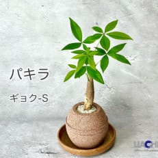 アクアプラントポット玉-S鉢植えパキラ | ふるさと納税のお礼品