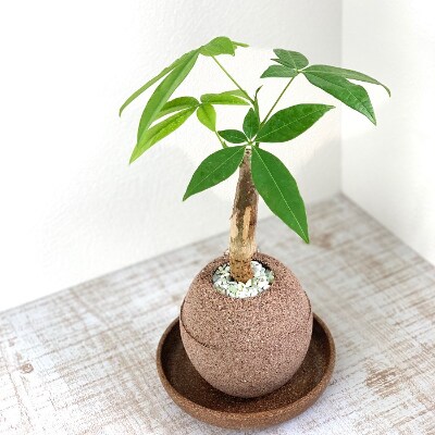 アクアプラントポット玉 S鉢植えパキラ お礼品詳細 ふるさと納税なら さとふる アクアプラントポット玉 S鉢植えパキラ お礼品詳細 ふるさと納税なら さとふる