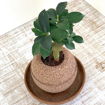 アクアプラントポット玉 S鉢植えガジュマル お礼品詳細 ふるさと納税なら さとふる