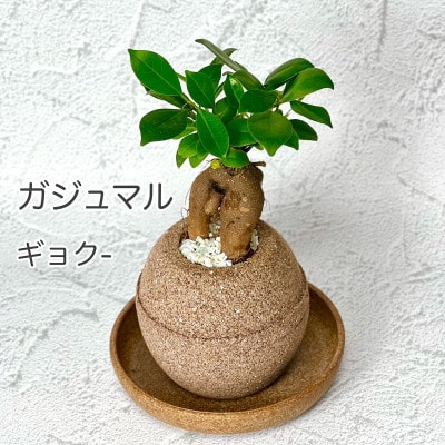 アクアプラントポット玉-S鉢植えガジュマル