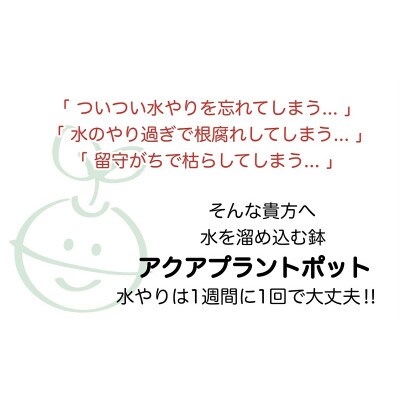 アクアプラントポット玉-S鉢植えガジュマル