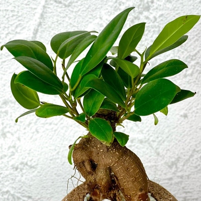 アクアプラントポット玉-S鉢植えガジュマル