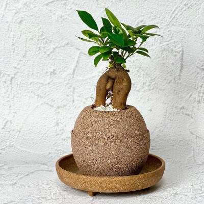 アクアプラントポット玉-S鉢植えガジュマル