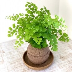 アジアンタム 観葉植物 観葉植物の人気商品 通販 価格比較 価格 Com アジアンタム 観葉植物 観葉植物の人気商品 通販 価格比較 価格 Com