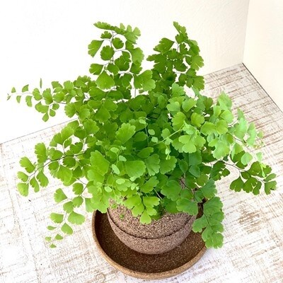 アクアプラントポット玉 S鉢植えアジアンタム お礼品詳細 ふるさと納税なら さとふる アクアプラントポット玉 S鉢植えアジアンタム お礼品詳細 ふるさと納税なら さとふる