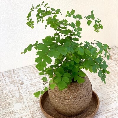 アクアプラントポット玉 S鉢植えアジアンタム お礼品詳細 ふるさと納税なら さとふる