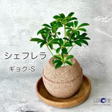 アクアプラントポット玉-S鉢植えシェフレラ | ふるさと納税のお礼品