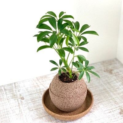 アクアプラントポット玉-S鉢植えシェフレラ