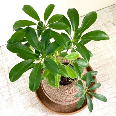 アクアプラントポット玉-S鉢植えシェフレラ