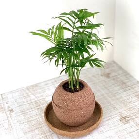大阪府羽曳野市 花 観葉植物のお礼品 返礼品一覧 ふるさと納税サイト さとふる 大阪府羽曳野市 花 観葉植物のお礼品 返礼品一覧 ふるさと納税サイト さとふる