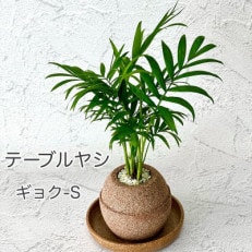 アクアプラントポット玉-S鉢植えテーブルヤシ