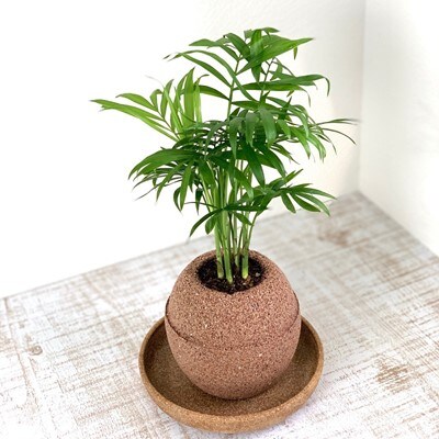 アクアプラントポット玉 S鉢植えテーブルヤシ お礼品詳細 ふるさと納税なら さとふる