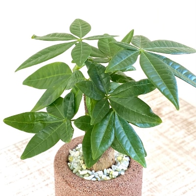 受け皿から水を吸い上げそのまま溜め込む鉢アクアプラントポット筒 Sss鉢植えパキラ お礼品詳細 ふるさと納税なら さとふる 受け皿から水を吸い上げそのまま溜め込む鉢アクアプラントポット筒 Sss鉢植えパキラ お礼品詳細 ふるさと納税なら さとふる