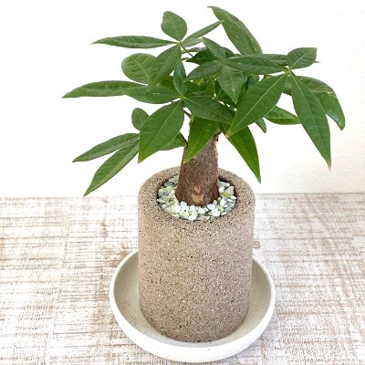 受け皿から水を吸い上げそのまま溜め込む鉢アクアプラントポット筒sssホワイトタイプパキラ お礼品詳細 ふるさと納税なら さとふる