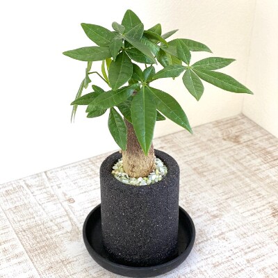 受け皿から水を吸い上げそのまま溜め込む鉢アクアプラントポット筒sssブラックタイプパキラ お礼品詳細 ふるさと納税なら さとふる