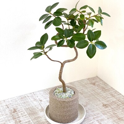 受け皿から水を吸い上げそのまま溜め込む鉢アクアプラントポット円 M白色のフランスゴムの木 お礼品詳細 ふるさと納税なら さとふる