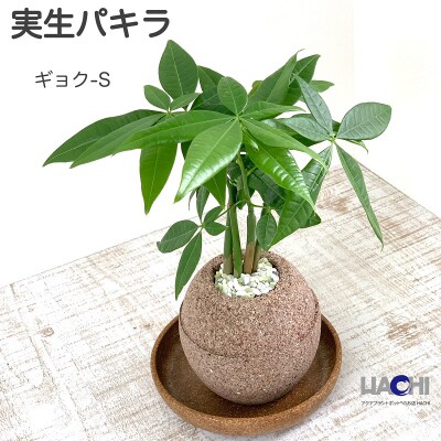 アクアプラントポット玉 S鉢植え実生パキラ お礼品詳細 ふるさと納税なら さとふる