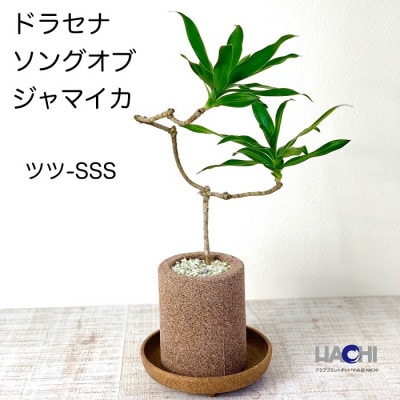 アクアプラントポット筒-SSS鉢植えドラセナソングオブジャマイカ