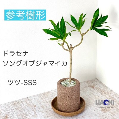 アクアプラントポット筒-SSS鉢植えドラセナソングオブジャマイカ