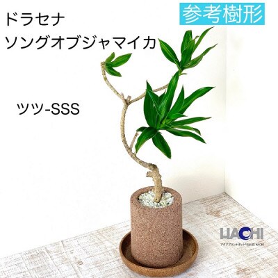 アクアプラントポット筒-SSS鉢植えドラセナソングオブジャマイカ