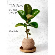 アクアプラントポット玉-Mナチュラルカラー鉢植えゴムの木　　受け皿付き