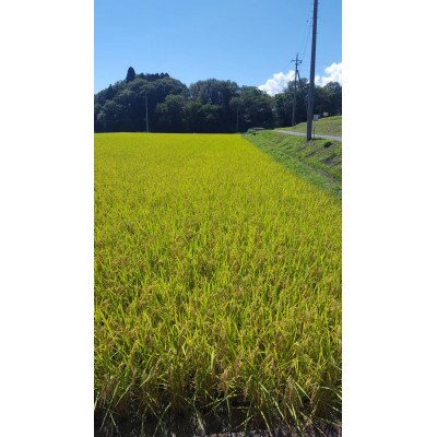 【毎月定期便】梨北米 5kg 全6回