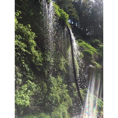 富士の名水が育てた「わさび収穫体験」