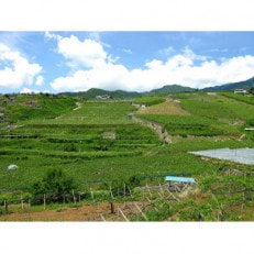 【世界農業遺産ガイド付きツアー】峡東地域を巡るコース+ぶどうの丘に宿泊 1泊2日ペア旅行券