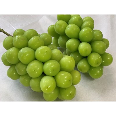温室シャインマスカット 約1.8kg(3~4房)