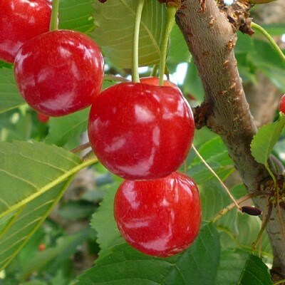 山梨県産さくらんぼ 約600g(200g×3パック)
